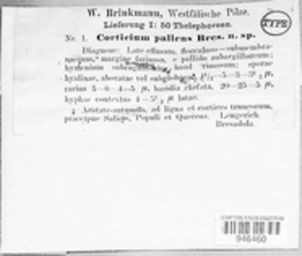 Corticium pallens image